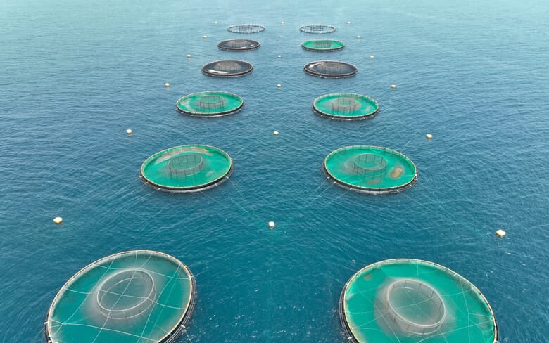 9,000 tonne limit suggested for pioneering offshore salmon farm | The ...