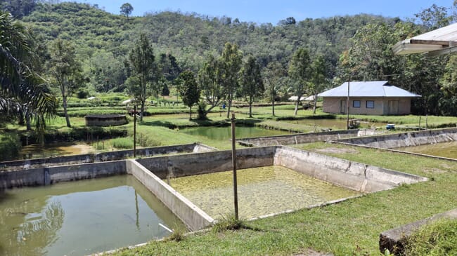 A series of ponds surrounded by trees.