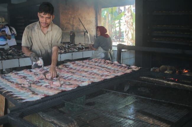 A man standing above a rack of fish, ready to be smoked.