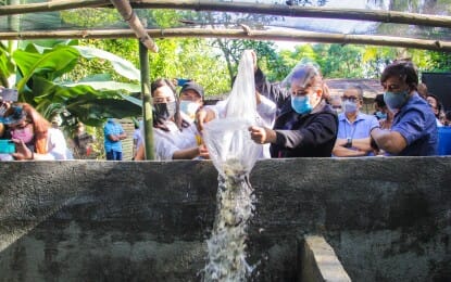 Tilapia fingerlings being stocked into a converted pig pen in Quezon City