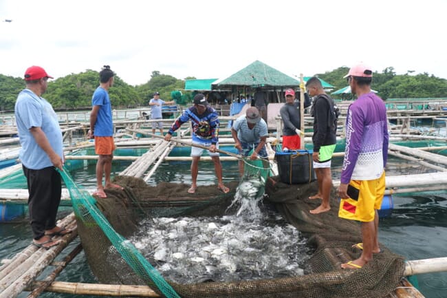 harvesting fish