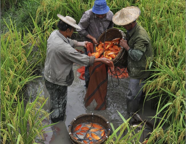 Fish farmers harvesting fish from a rice paddy