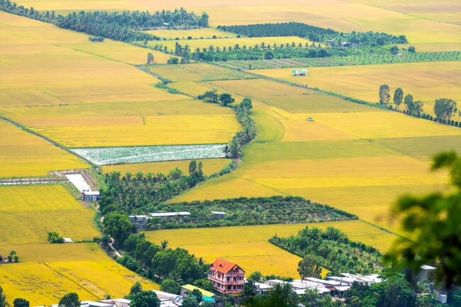 Aerial view of rice fields.