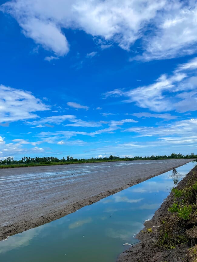 A rice-shrimp farm.