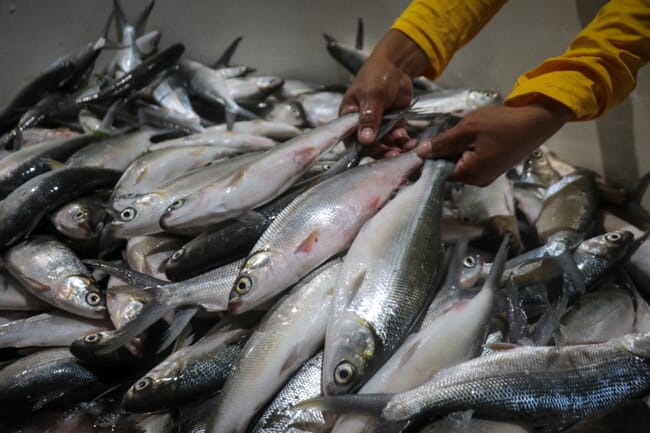 A man holding fish.