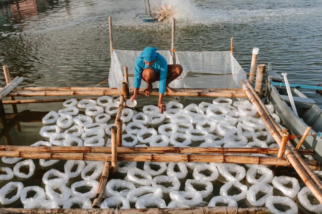 A man collecting shrimp.