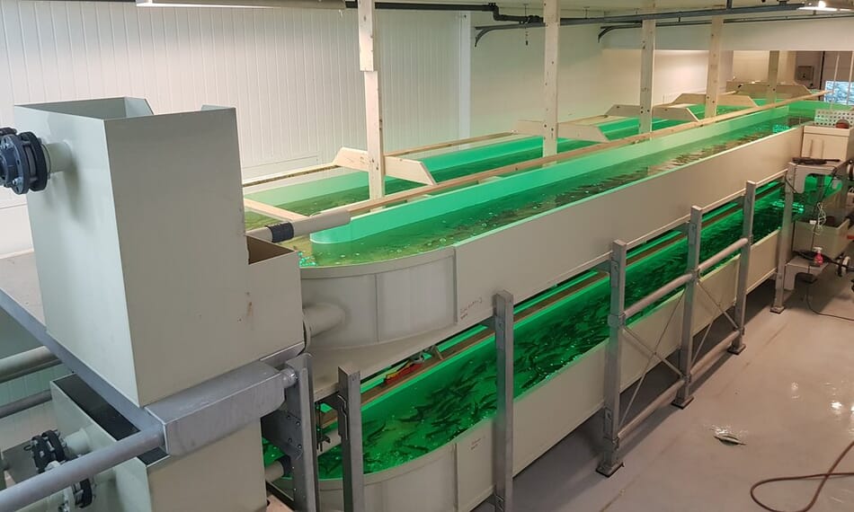 BluGen opts for vertical flounder farm | The Fish Site