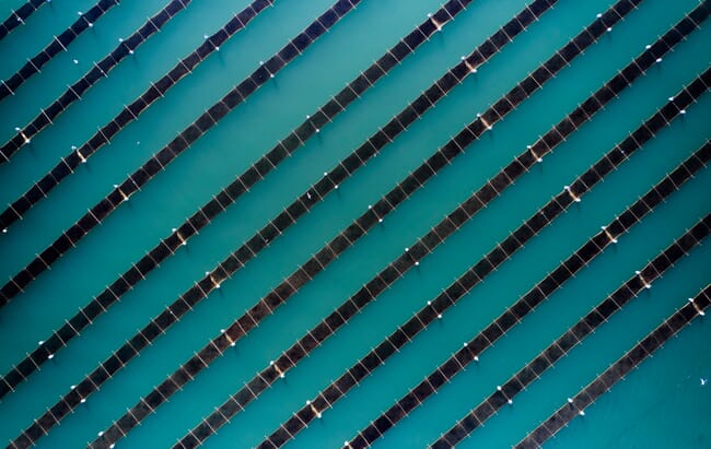 vista aérea de uma fazenda de algas marinhas