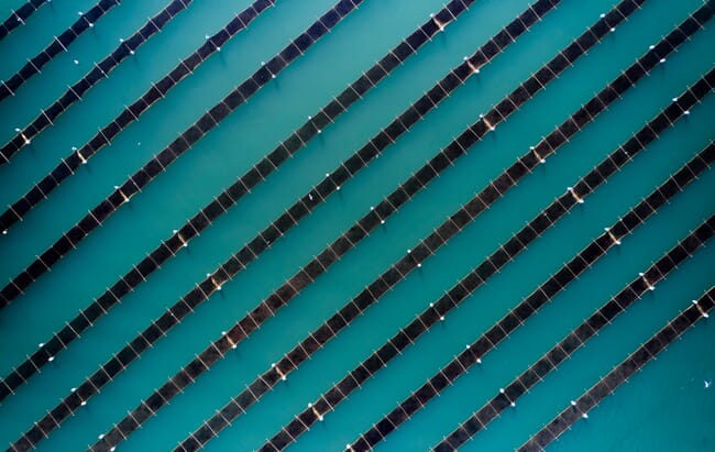 aerial view of a seaweed farm