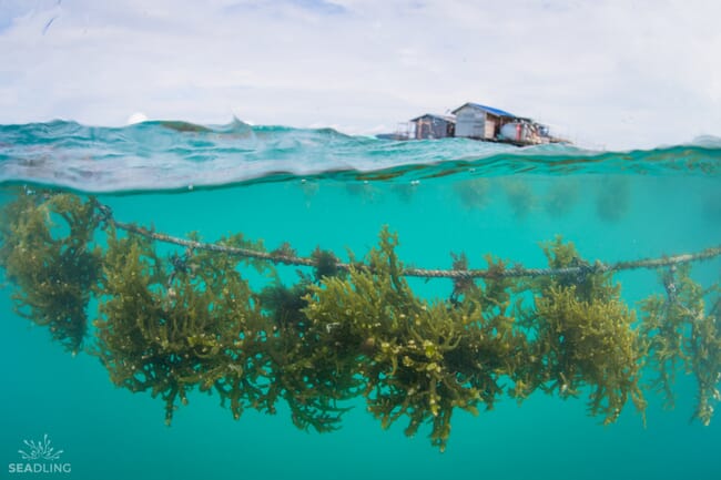 Seaweed growing on a longline.