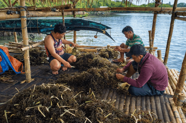 Seaweed farmers working on their next production.