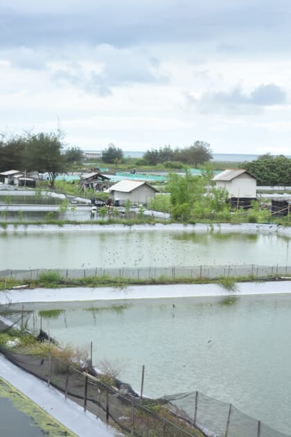 Shrimp farm in Purworejo, Central Java, Indonesia