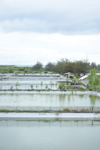 Shrimp farm in Purworejo, Central Java, Indonesia