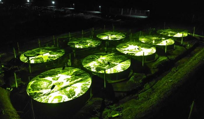 Signify teamed up with ShrimpVet to investigate the impact of artificial lighting on shrimp farms