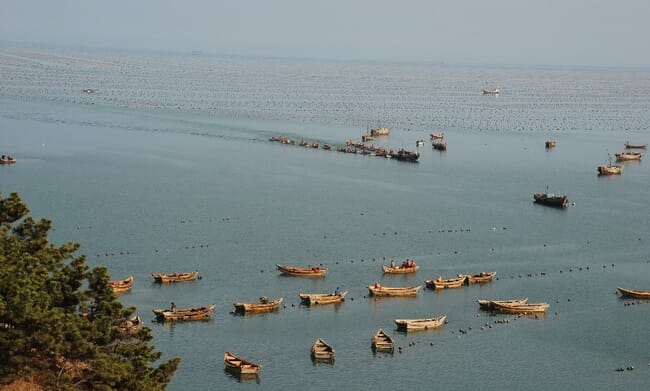 Fish farms in Sungo Bay, China
