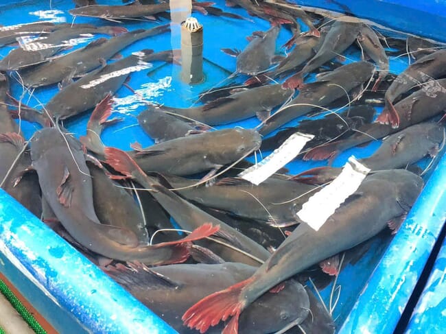 Catfish in tank.