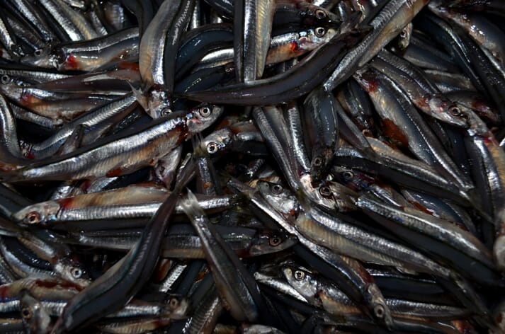 Small pelagic fish such as sardines and anchovies still make up a significant share of fish meal and fish oil. Alternatives from yeast and algae might reduce aquaculture’s dependence on wild-caught fish