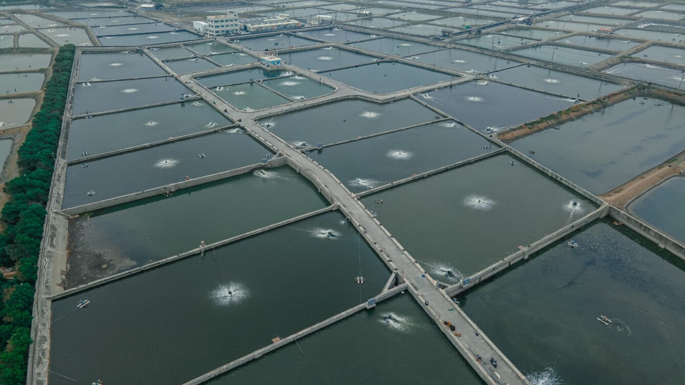 An aerial shot of an aquaculture farm in Taiwan.