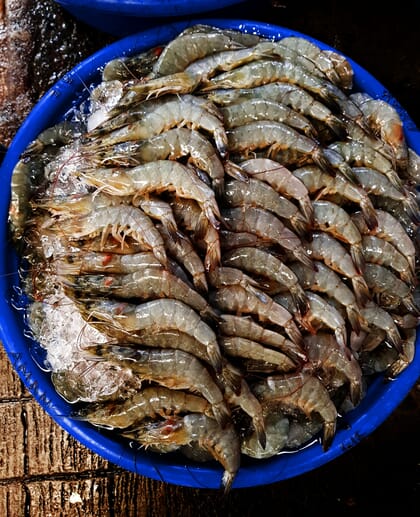 whiteleg shrimp in a blue bucket