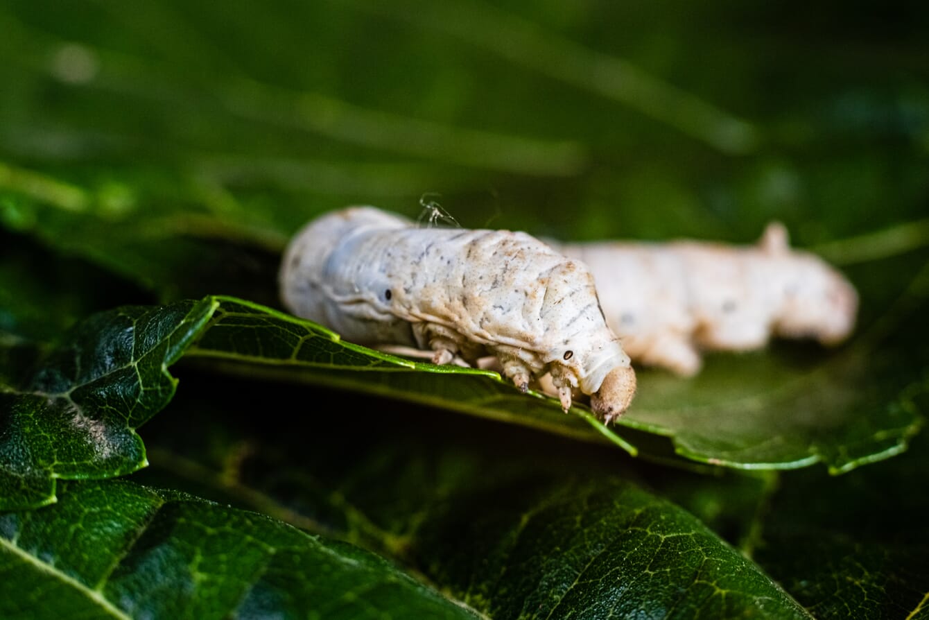 A closeup of a silkworm feeding on mulberry tree leaves.