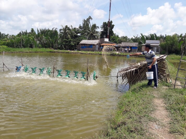 Man throwing feed into an open fish pond with a paddle wheel on top