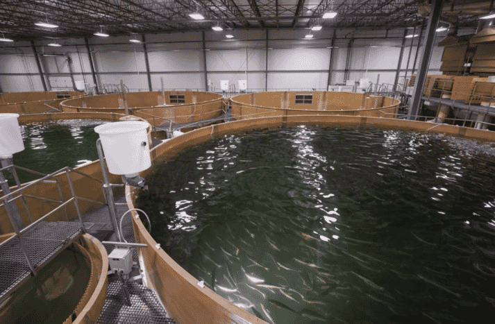 an indoor fish farm