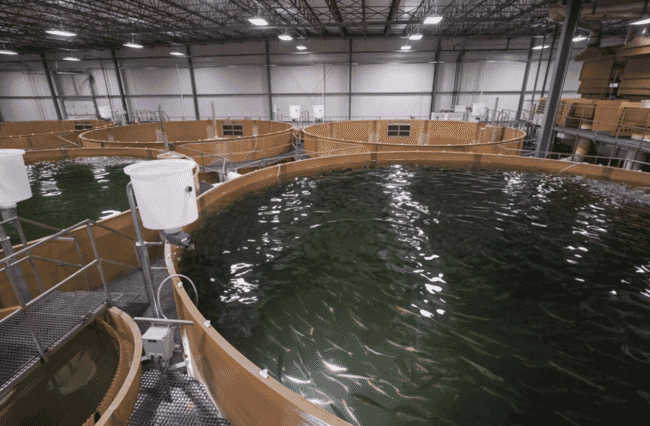 Una piscifactoría de salmón.