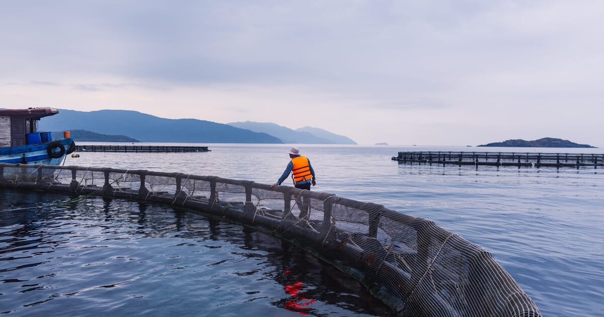 Vietnam backs marine aquaculture expansion | The Fish Site