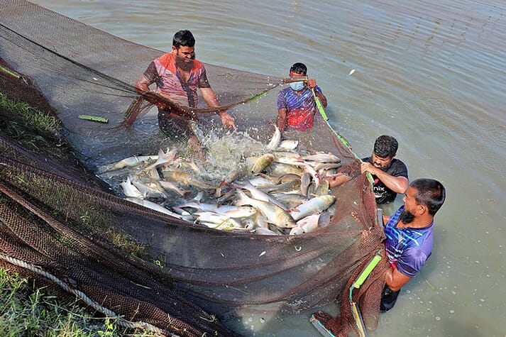 Farmers pulling a net full of fish into the shore