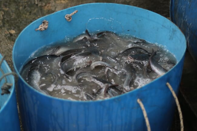 catfish in a bucket