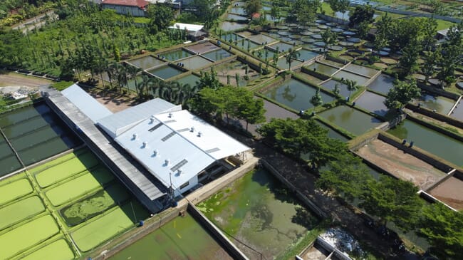 aerial view of a catfish farm