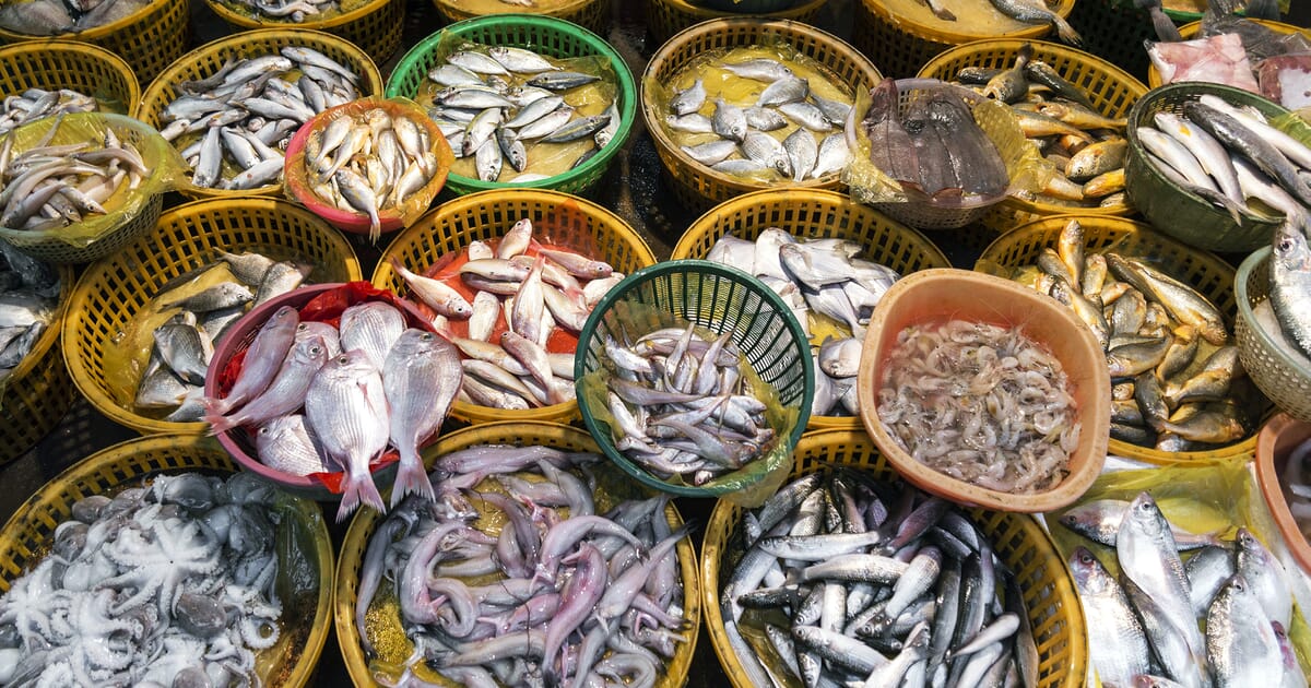Norwegian Wholesale Fresh Fish Exporters