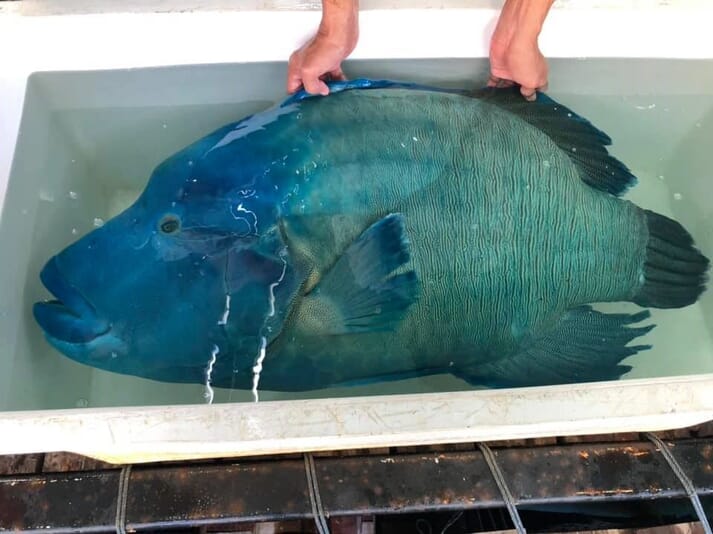 Ching Fui Fui works with a wide range of species, including the spectacular Napoleon wrasse