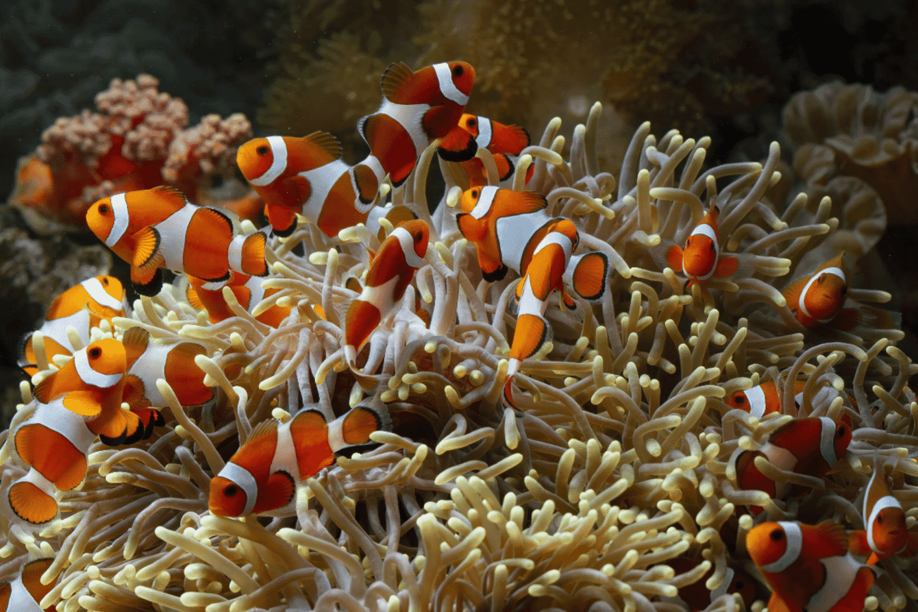 clownfish on coral