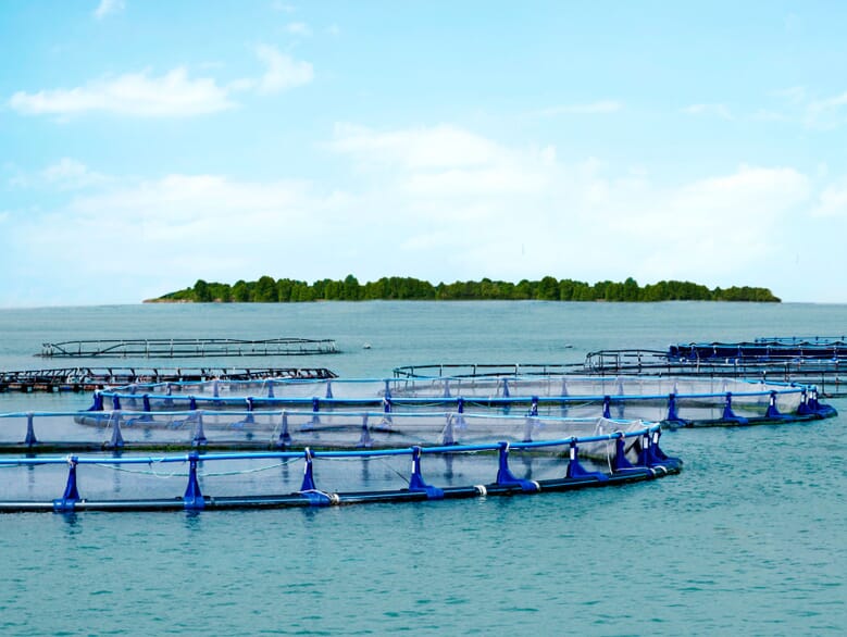 Singapore aqua sector teams up with Friend of the Sea The Fish Site