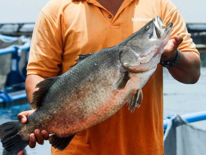 The company plans to grow up to 36,000 tonnes of barramundi a year in Brunei