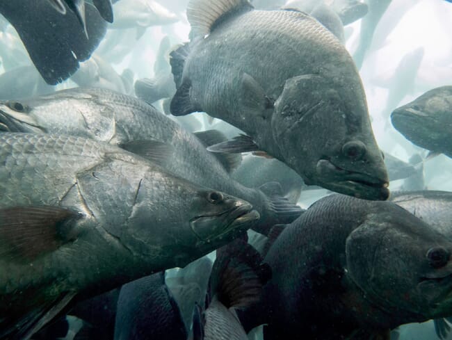 Muitos peixes prateados preenchendo o quadro