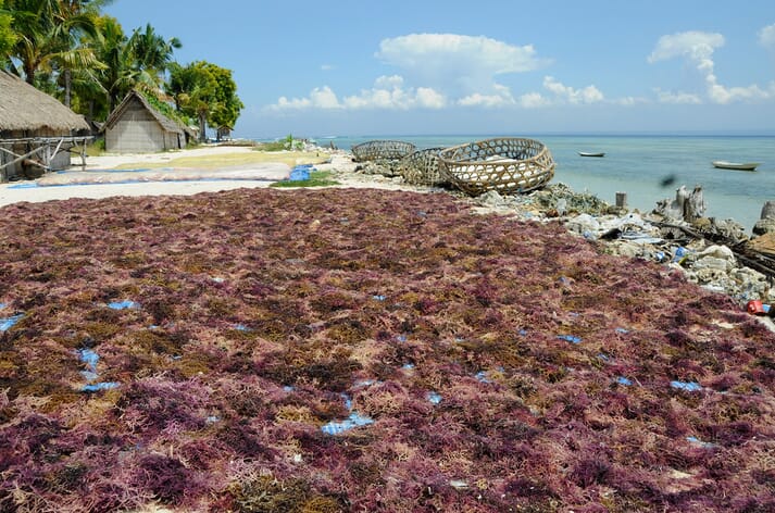 Red seaweeds - which are widely farmed in countries such as Indonesia - help to feed probiotic bacteria in the human digestive system, reducing the risk of colon cancer