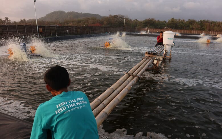 Can land-based RAS overcome its issues? | The Fish Site