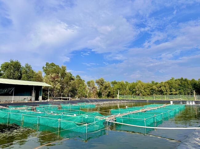 Shrimp pond