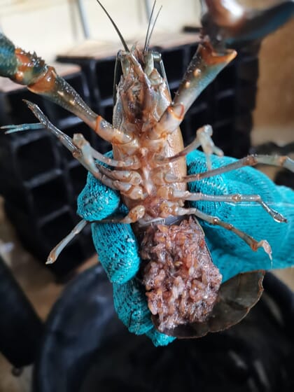 Persona sujetando una hembra de cangrejo de río mostrando la cría