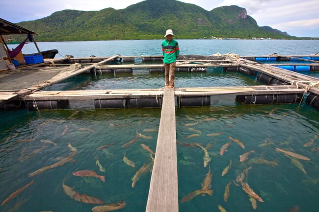 person standing at a fish farm