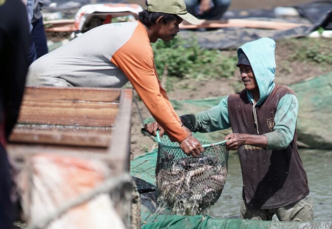 people moving baskets of fish from the water into a boat