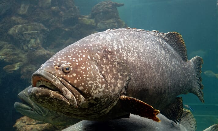 High Hopes For New Breed Of Grouper The Fish Site