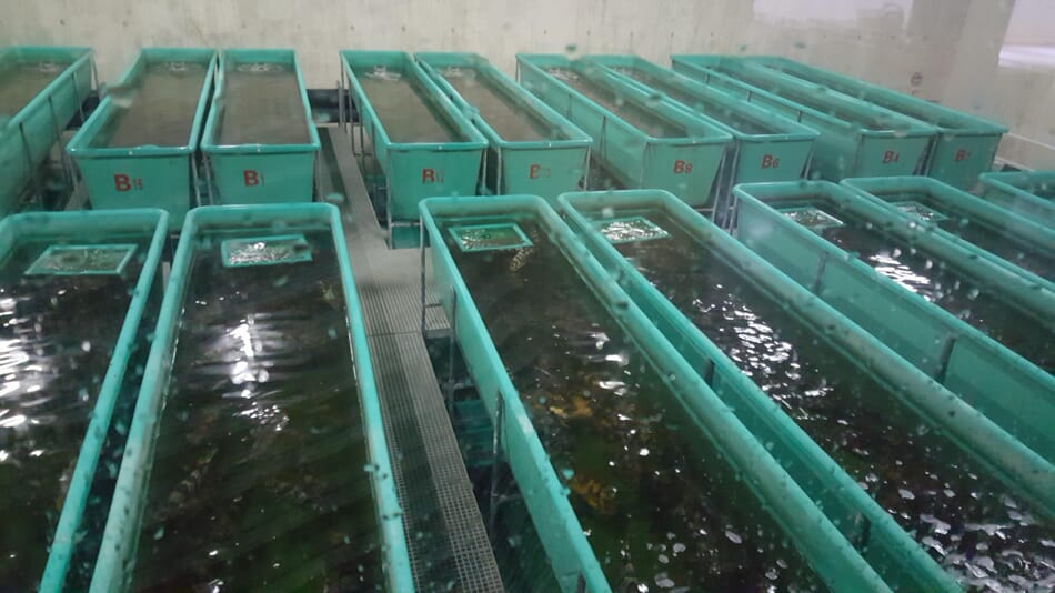 Super grouper: advances in RAS production in Asia | The Fish Site