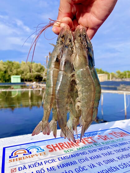 Hand holding harvested shrimp