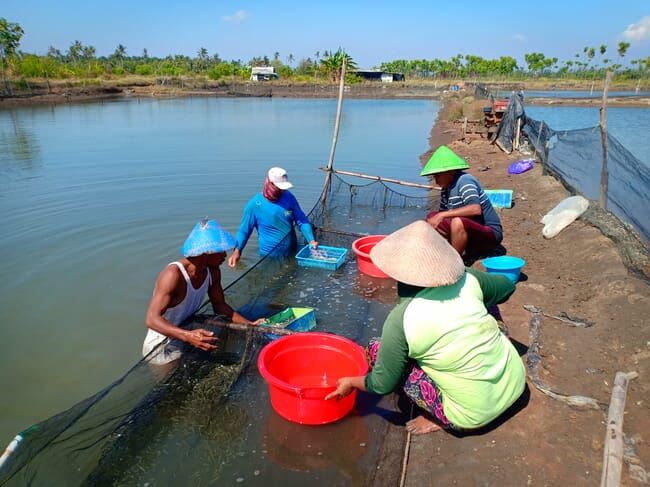 Pessoas colhendo alevinos de peixe-leite na Indonésia