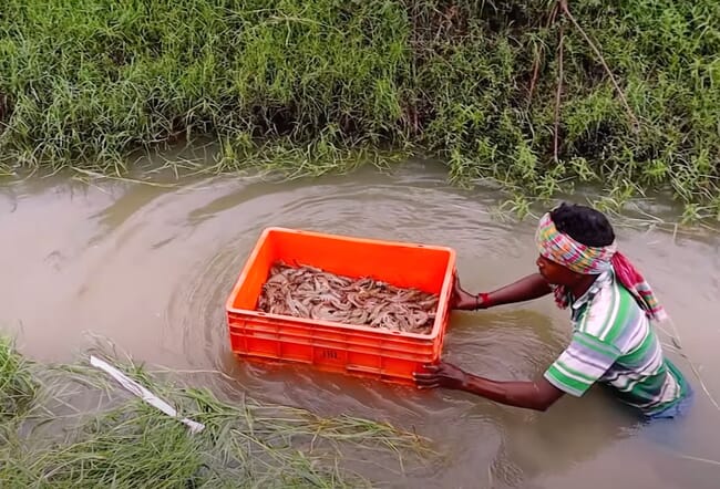 Criador de peixes colhendo camarões