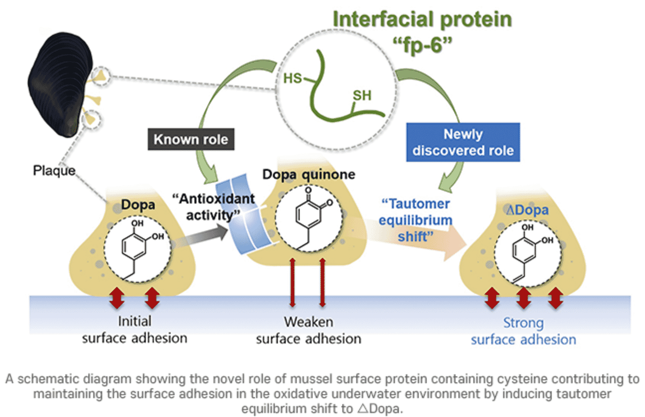 How do mussels stay grounded underwater? | The Fish Site