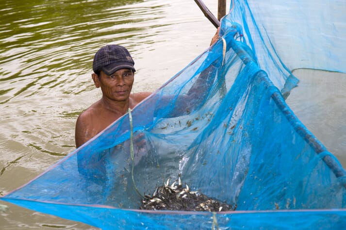 A member of Myanmar's Department of Fisheries harvesting rohu fingerlings